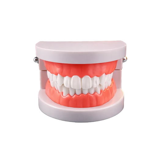 🎁 Typodont Tooth Model | Practice Teeth for Tooth Gems and Whitening (100% off)